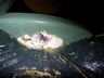 IMGP0775.jpg