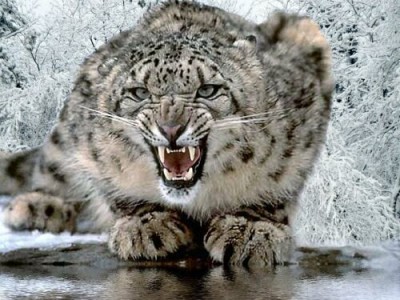 leopard.jpg