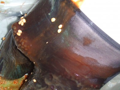 DSCF1755.JPG
