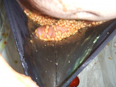 DSCF1751.JPG
