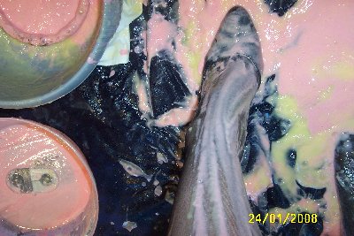 selfsplosh! 067.jpg